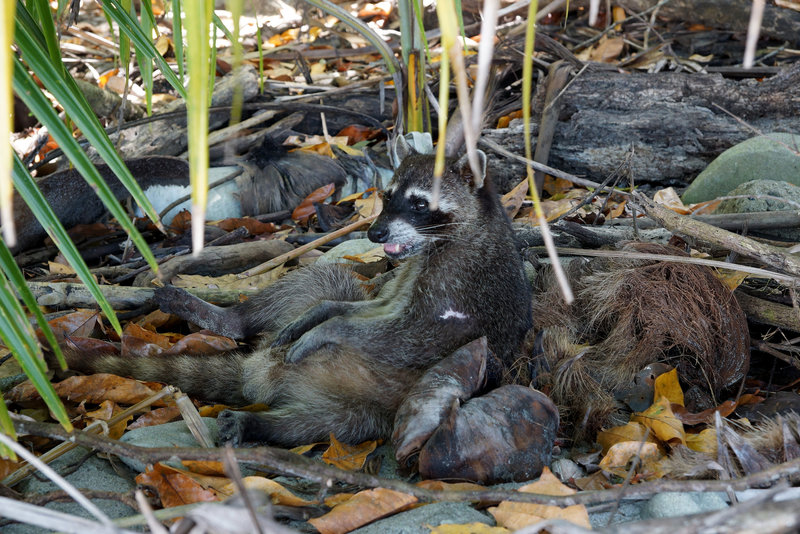 Lazy Raccoon