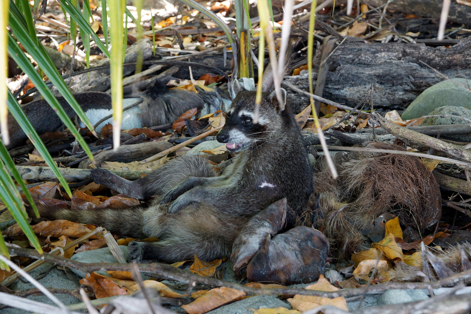 Lazy Raccoon