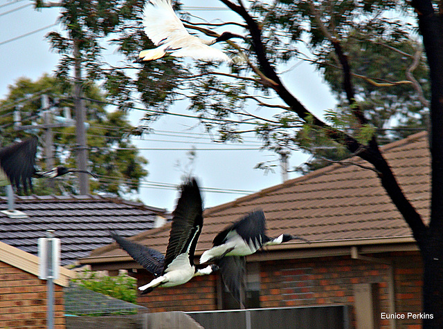 Flying ibis