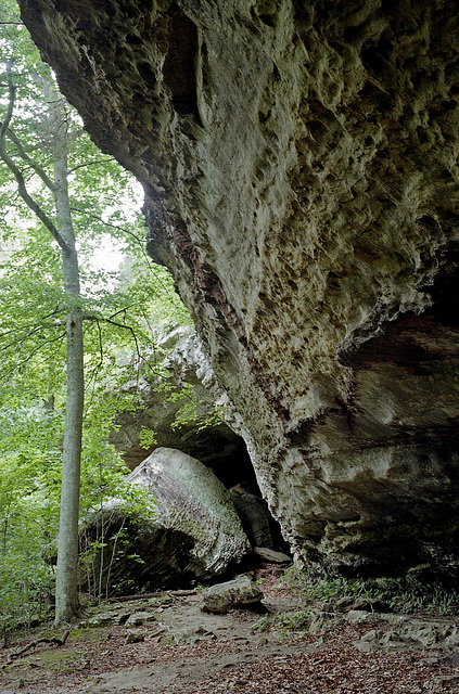 Bell Smith Springs Rock Formation