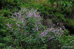 20090725-P1260742 Indigofera cassioides DC.