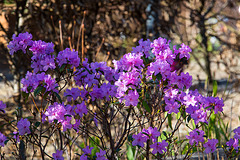 20140310 0712VRAw [D-E] Azalee, Gruga-Park, Essen