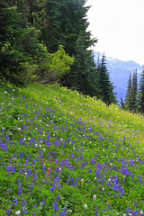 Wildflower Meadow at Paradise