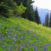 Wildflower Meadow at Paradise