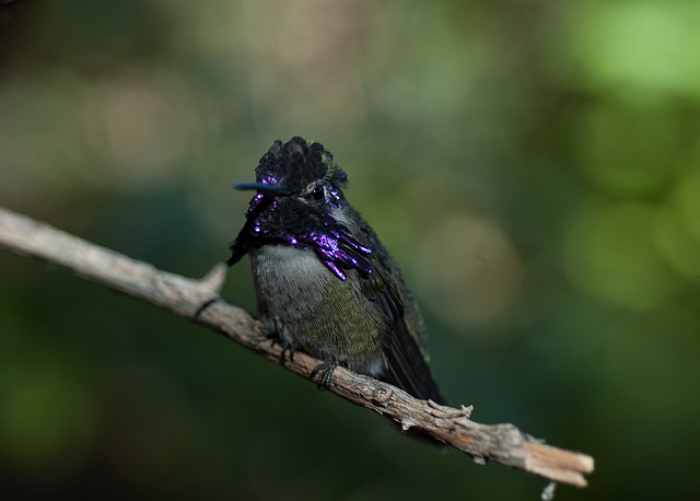 Costa's hummingbird