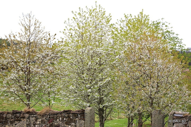 Cherry blossom