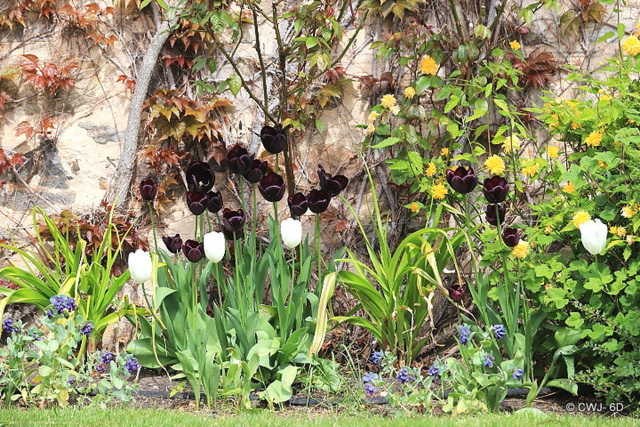 Black and white tulips in bloom