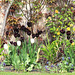 Black and white tulips in bloom