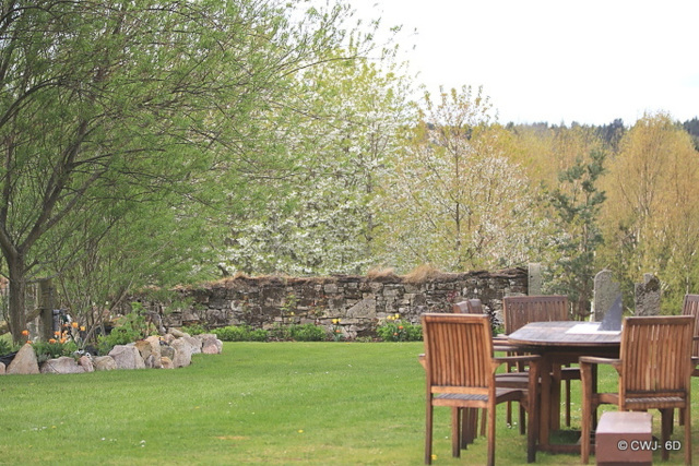 Trees in bloom