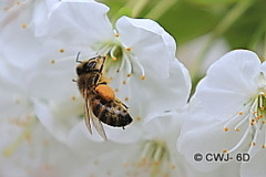 Fully laden honeybee collecting pollen from cherry blossom