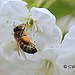 Fully laden honeybee collecting pollen from cherry blossom
