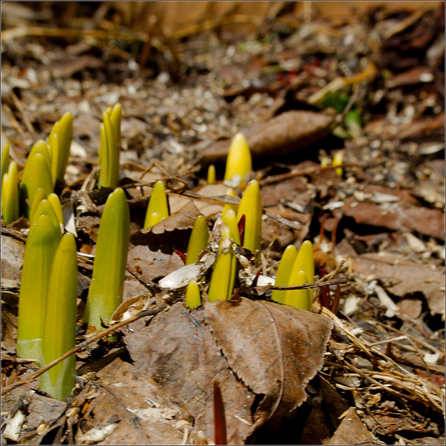 Sign of Spring