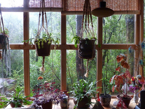 Una ventana al bosque