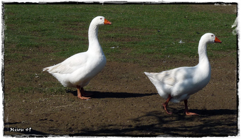 PORNIC