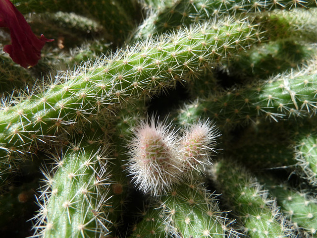 Cactus de la Reina de la Noche