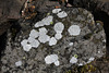 Lichen