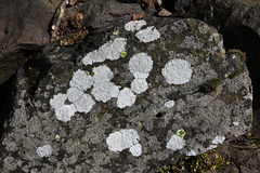 Lichen