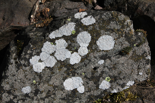 Lichen