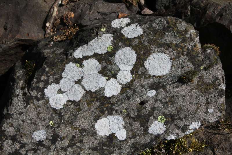 Lichen