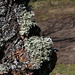 Lichens - Evernia prunastri