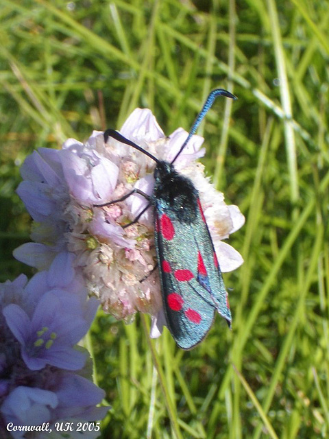 0169 Zygaena filipendulae (Six-spot Burnet)