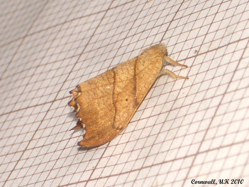 1645 Falcaria lacertinaria (Scalloped Hook-tip)