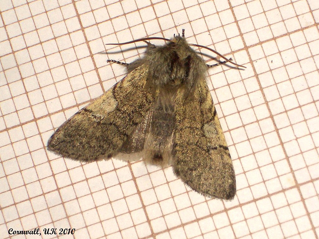 1659 Achlya flavicornis ssp. galbanus (Yellow-horned)