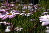 Osteospermum