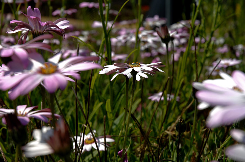 Osteospermum