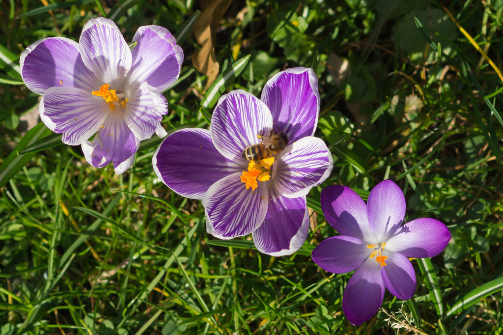 Krokusse DSC04760