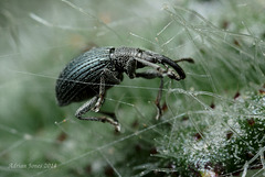 Ceratapion carduorum