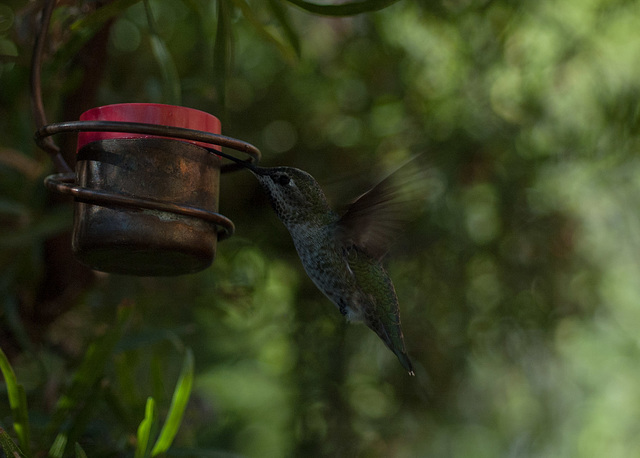 Broad-tailed Hummingbird