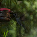 Broad-tailed Hummingbird