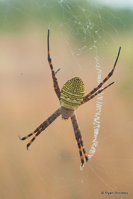 20091107-0479 Argiope aemula (Walckenaer, 1841)