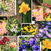 Some Garden Colours - March-end