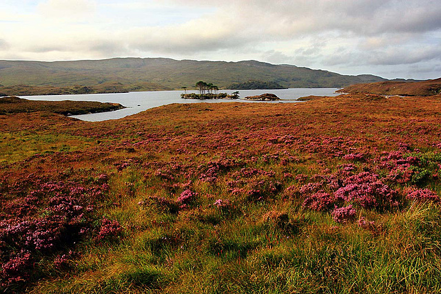 Loch Assynt - Torr an Eilein 1