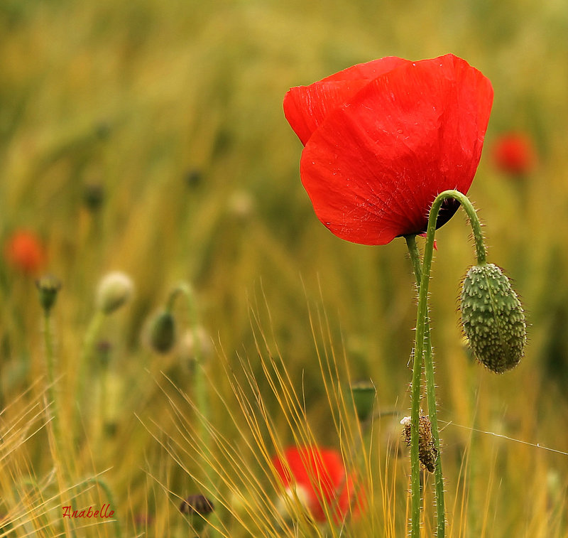 rouge coquelicot