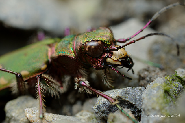 Green Tiger Beetle