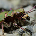 Green Tiger Beetle