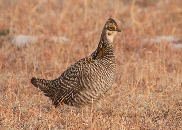 Greater Prairie-Chicken