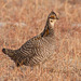 Greater Prairie-Chicken