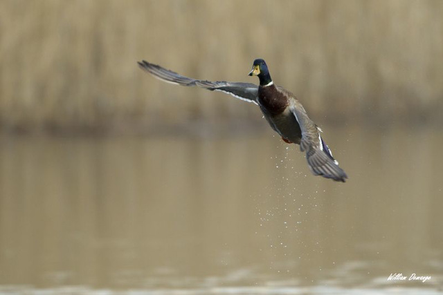 Mâle colvert