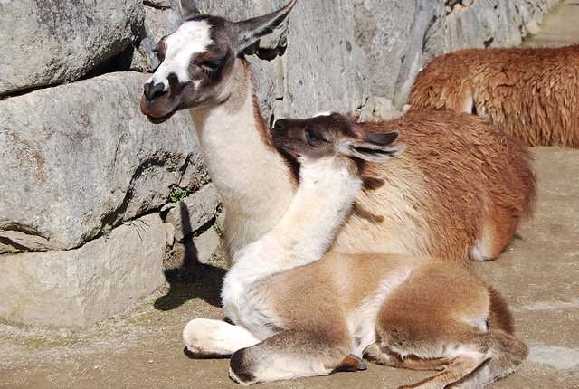 Moment de tendresse en haut du Mâchu Picchu