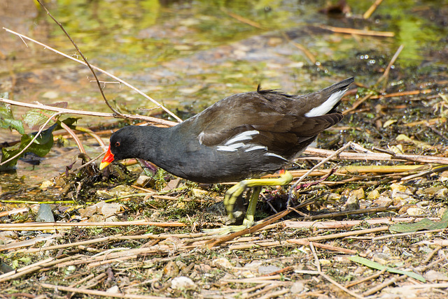 Ähm... Wassertier... - 20140323