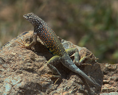 Colorful lizard