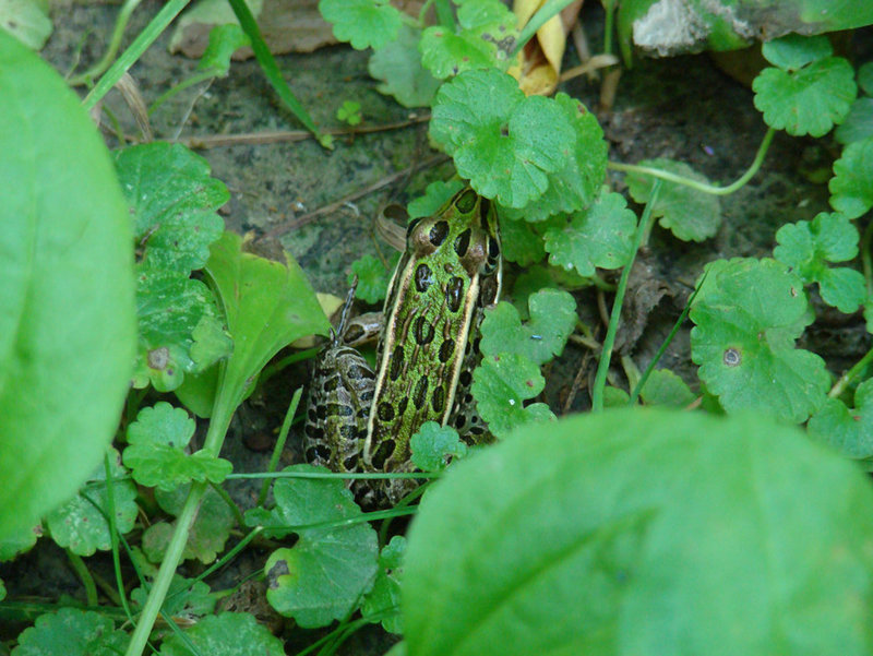 Leopard frog