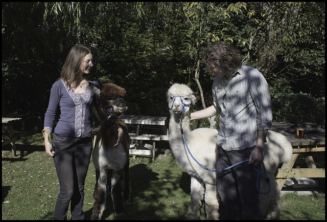 Alpacas in the beer garden