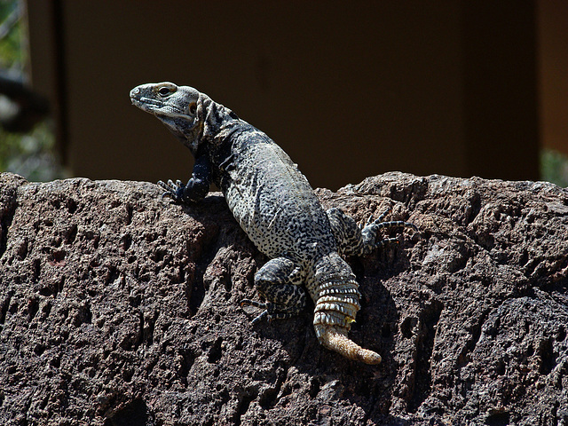 Sonoran spiny-tailed iguana