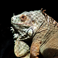 Iguana portrait