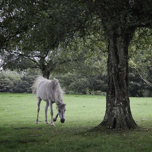 Horse on a mission